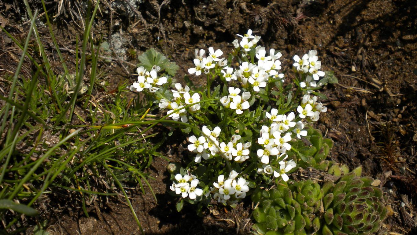 Val d''Aosta 02 - Cardamine resedifolia